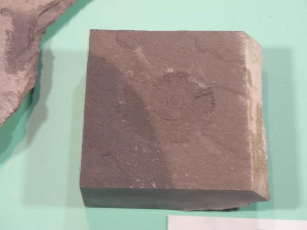 Esemplare fossile di Ammonite - Ectocentrites sp
