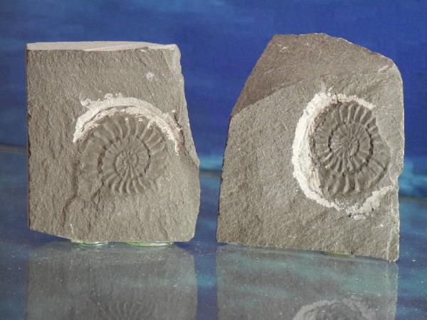 Esemplare fossile di Ammonite - Coroniceras bisulcatum