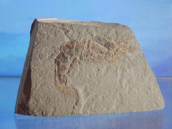 Fossil specimen of Decapod crustacean footprint - Aeger sp.
