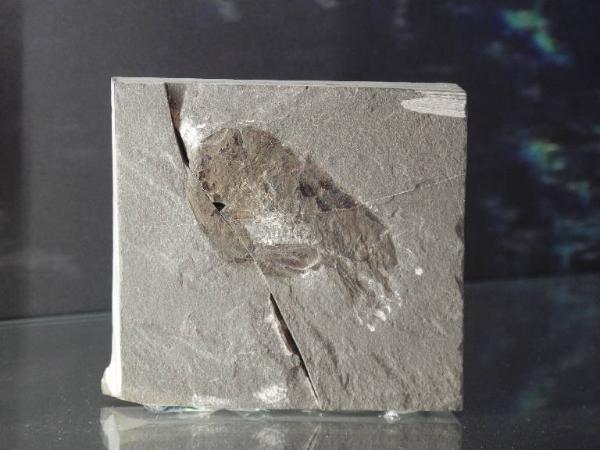 Fossil specimen of Decapod crustacean footprint - Aeger sp.