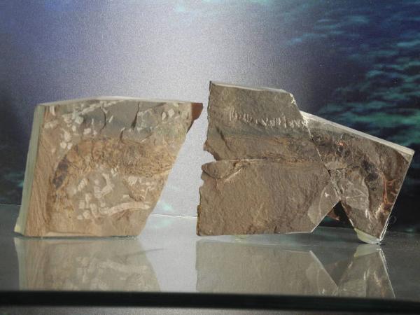 Esemplare fossile di Impronta di crostaceo decapode - Aeger foersteri