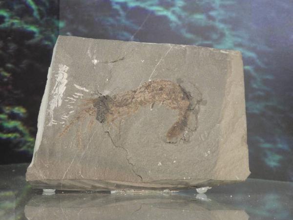 Esemplare fossile di Impronta di crostaceo decapode - Aeger foersteri
