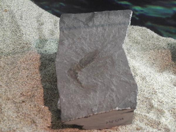 Esemplare fossile di Controimpronta di crostaceo decapode - Aeger foersteri
