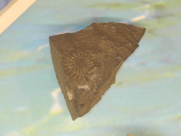 Esemplare fossile di Crostaceo decapode - Coroniceras bisulcatum