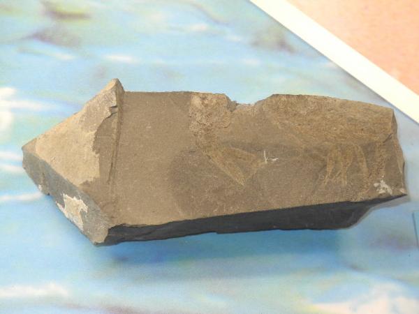 Fossil specimen of Decapod crustacean footprint - Aeger sp.