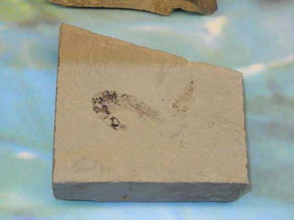 Esemplare fossile di Impronta di crostaceo decapode - Aeger sp.