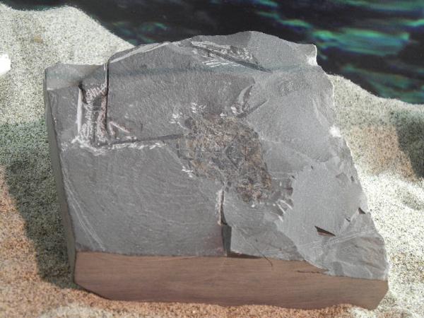 Esemplare fossile di Crostaceo decapode - Coleia mediterranea