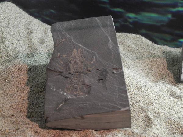 Esemplare fossile di Crostaceo decapode - Coleia mediterranea