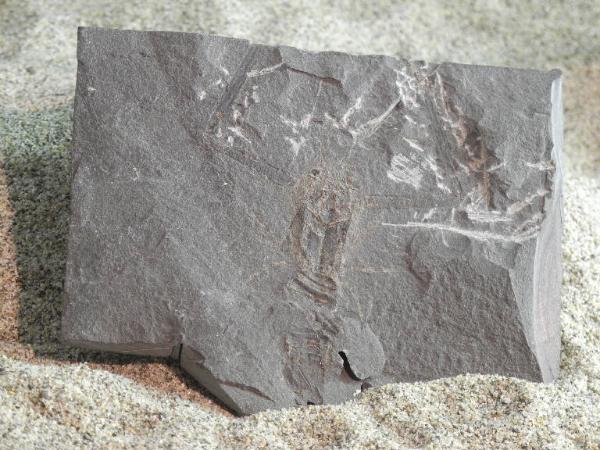 Esemplare fossile di Crostaceo decapode - Coleia pinnai