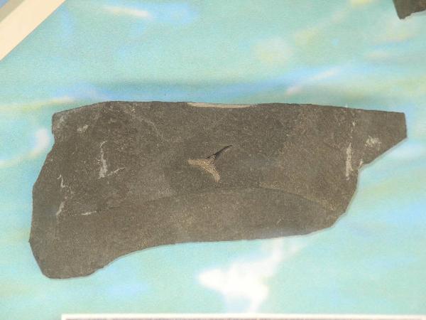 Esemplare fossile di Dente di squalo - Paleospinax pinnai