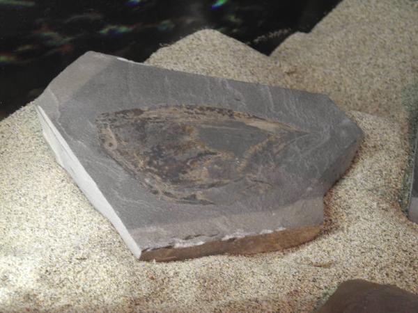 Esemplare fossile di Tilacocefalo - Ostenocaris cypriformis