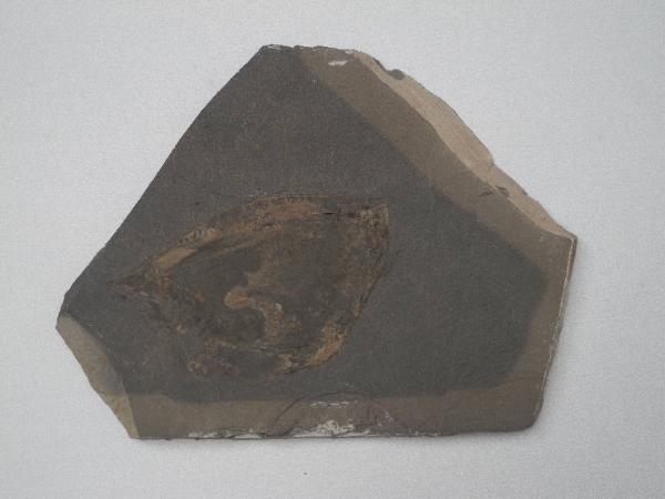 Esemplare fossile di Tilacocefalo - Ostenocaris cypriformis