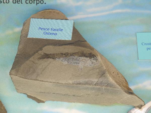 Esemplare fossile di Folidoforo - Pholidophorus sp.