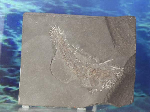 Esemplare fossile di Folidoforo - Pholidophorus sp.