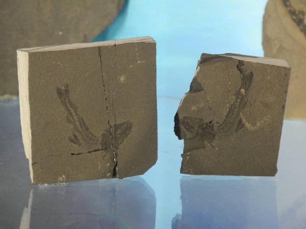 Esemplare fossile di Folidolepide - Pholidolepis sp. sp.