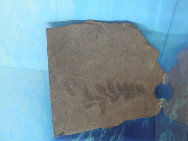 Esemplare fossile di Otozamites - Otozamites sp.