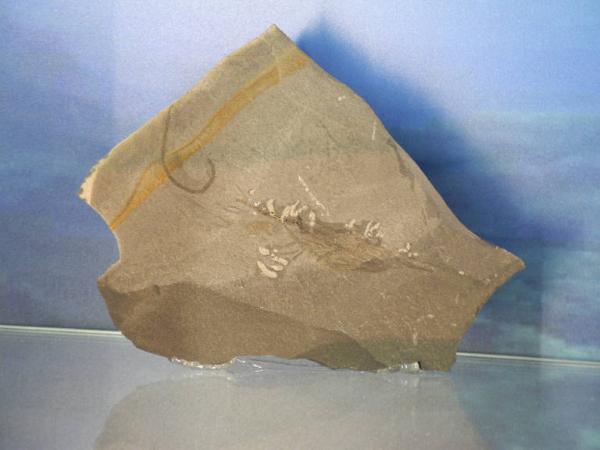 Esemplare fossile di Dente di squalo magro - Ostenoselache stenosoma