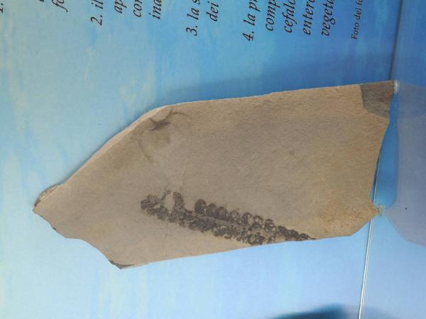 Esemplare fossile di Otozamites sp. - Otozamites sp.