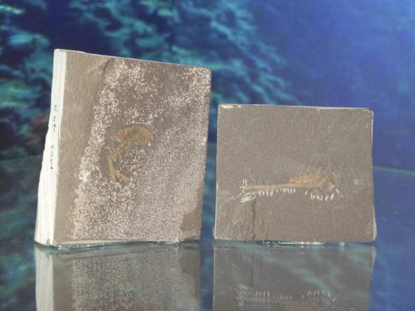 Esemplare fossile di Mecochiro - Mecochirus germari