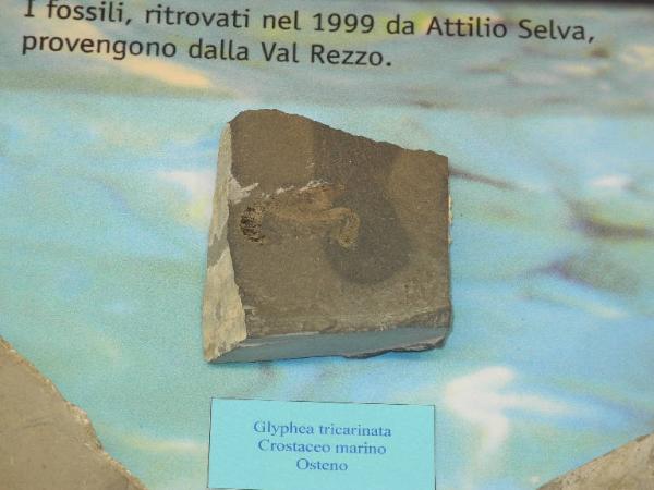 Fossil specimen of Crustacean decapod - Glyphea tricarinata