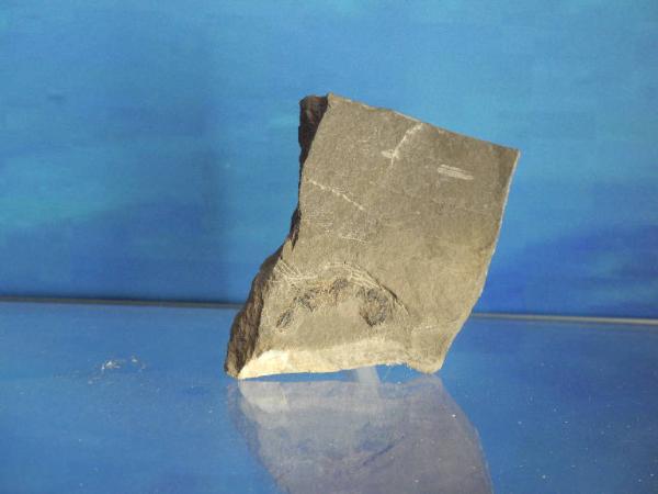 Esemplare fossile di Crostaceo decapode - Glyphea tricarinata