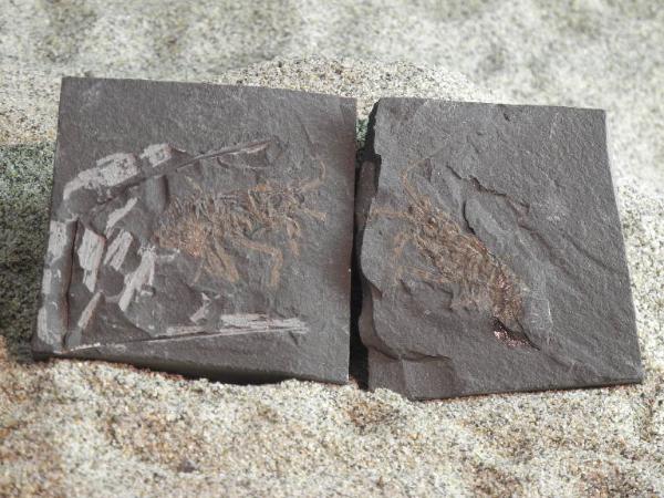 Esemplare fossile di Crostaceo decapode - Pseudoglyphea anaylochelys
