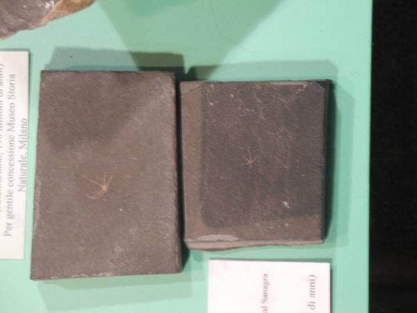Esemplare fossile di Stella serpentina - non identificato