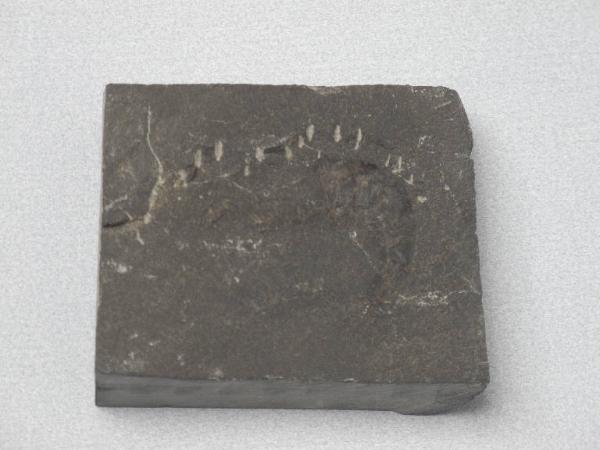 Fossil specimen of Decapod crustacean footprint - Aeger sp.