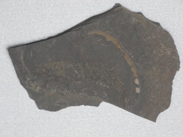Fossil specimen of Decapod crustacean footprint - Aeger sp.