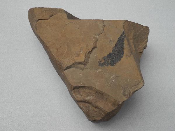 Esemplare fossile di Folidoforo - Polidophorus non identificata