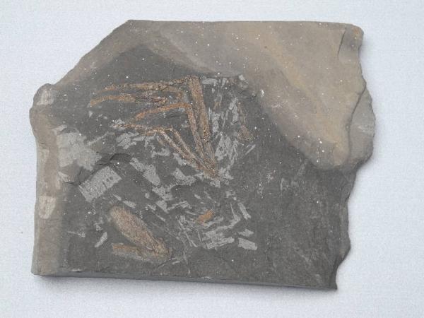 Fossil specimen of Decapod crustacean footprint - Aeger sp.