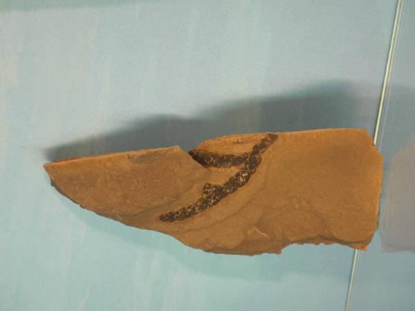 Esemplare fossile di Brachyphyllum sp. - Brachyphyllum sp.