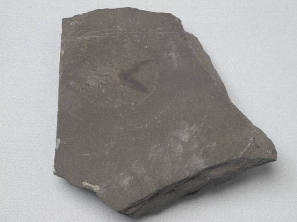 Esemplare fossile di Coda di folidoforo - Pholidophorus sp.