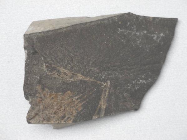 Esemplare fossile di Crostaceo decapode - Coleia viallii