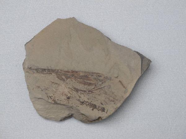 Esemplare fossile di Squalo magro - Ostenoselache stenosoma