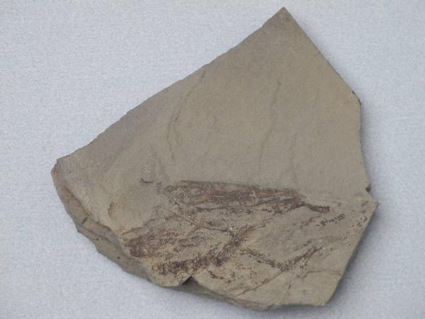 Esemplare fossile di Squalo magro - Ostenoselache stenosoma