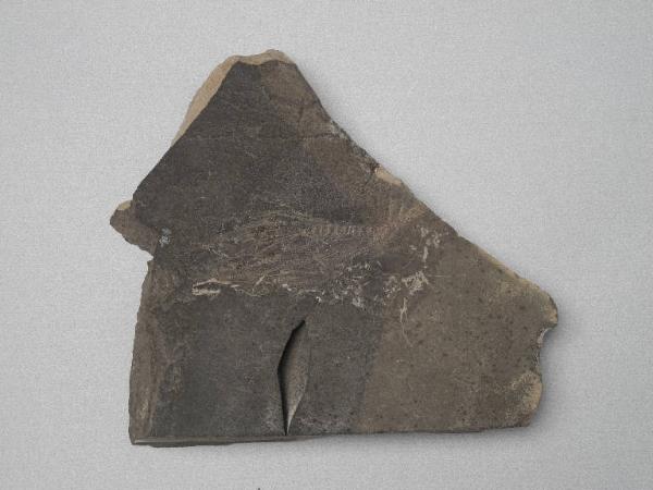 Esemplare fossile di Squalo magro - Ostenoselache stenosoma