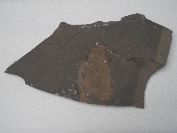 Esemplare fossile di Tilacocefalo - Ostenocaris cypriformis