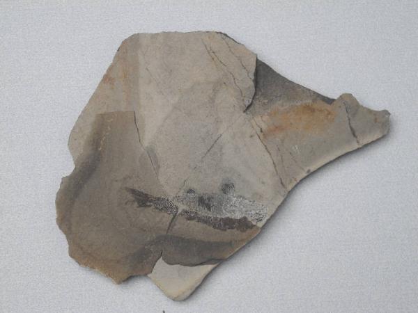 Esemplare fossile di Folidoforo - Pholidophorus sp.