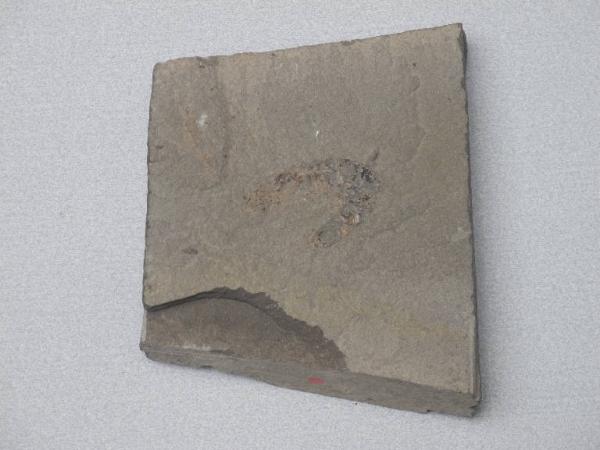 Esemplare fossile di Aeger - Aeger sp.