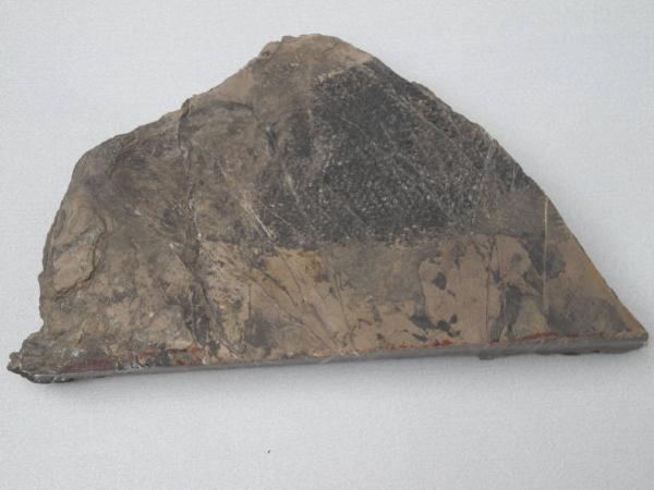Esemplare fossile di Paralepidotus ornatus - Paralepidotus ornatus