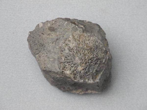 Esemplare fossile di Lepiconus - Lepiconus sp.