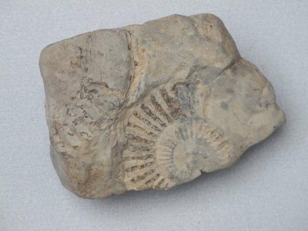 Esemplare fossile di Coroniceras - Coroniceras sp.