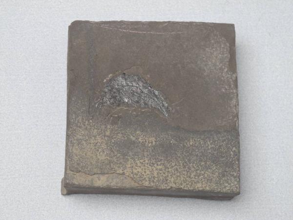 Esemplare fossile di Folidoforo - Polidophorus non identificata