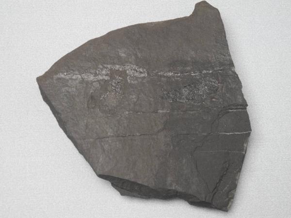 Esemplare fossile di Folidoforo - Polidophorus non identificata