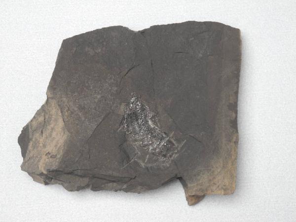 Esemplare fossile di Folidoforo - Polidophorus non identificata