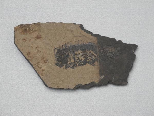 Esemplare fossile di Folidoforo - Polidophorus non identificata