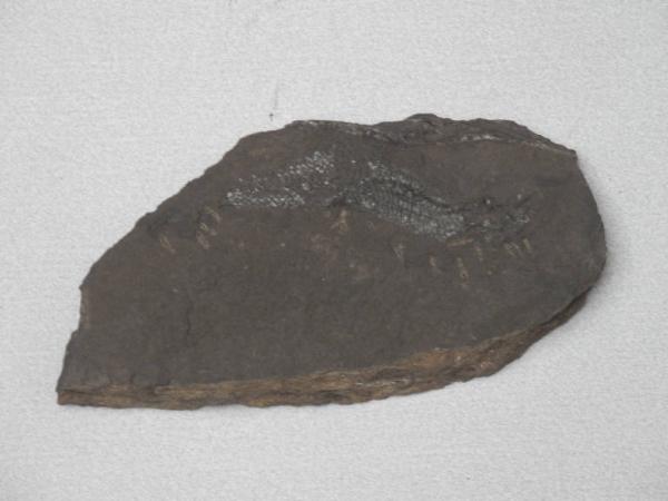 Esemplare fossile di Folidoforo - Polidophorus non identificata