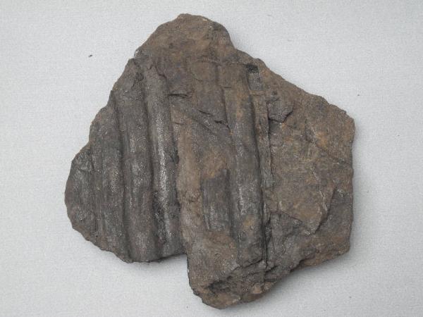 Esemplare fossile di Tronco di Sigillaria rugosa - Sigillaria rugosa