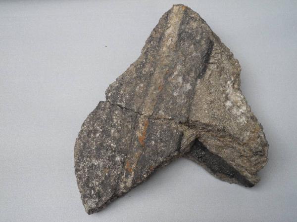 Esemplare fossile di Tronco di Sigillaria rugosa - Sigillaria rugosa